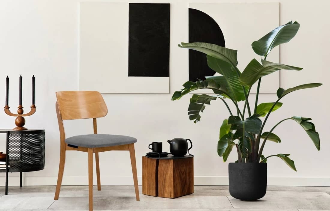 Kėdė VINI, pilka/ąžuolo, 47x45x80,5 cm