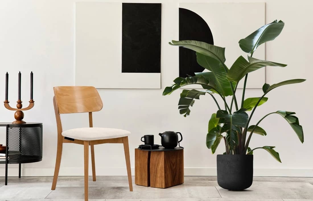 Kėdė VINI, kreminė/ąžuolo, 47x45x80,5 cm